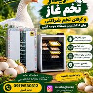 خریدار تخم غاز تعداد بالا یا به صورت شراکتی