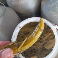 خیارشوره تازه وترد
