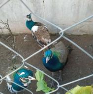 فروش طاووس مصری