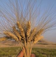 گندم بذری سپند(دوروم) مادری