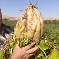 چغندرقنددرشت