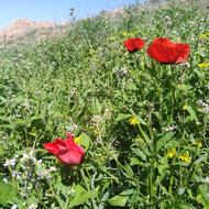 نیروی ماهر کار گلخانه