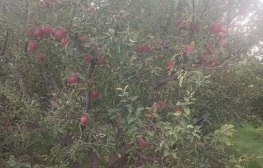 باغ سیب زار 28 ساله کنار اصفالت