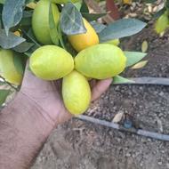 خریدار لیمو ترش