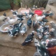 اردک اسرائیلی